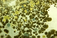 mold